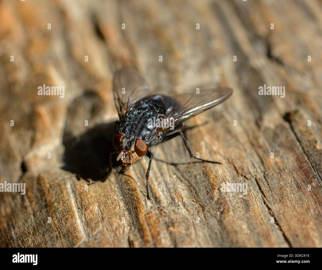 Hausfliege aus nächster Nähe. Die gemeinsame Hausfliege. Großäugige Fliege Makro. Stockfoto