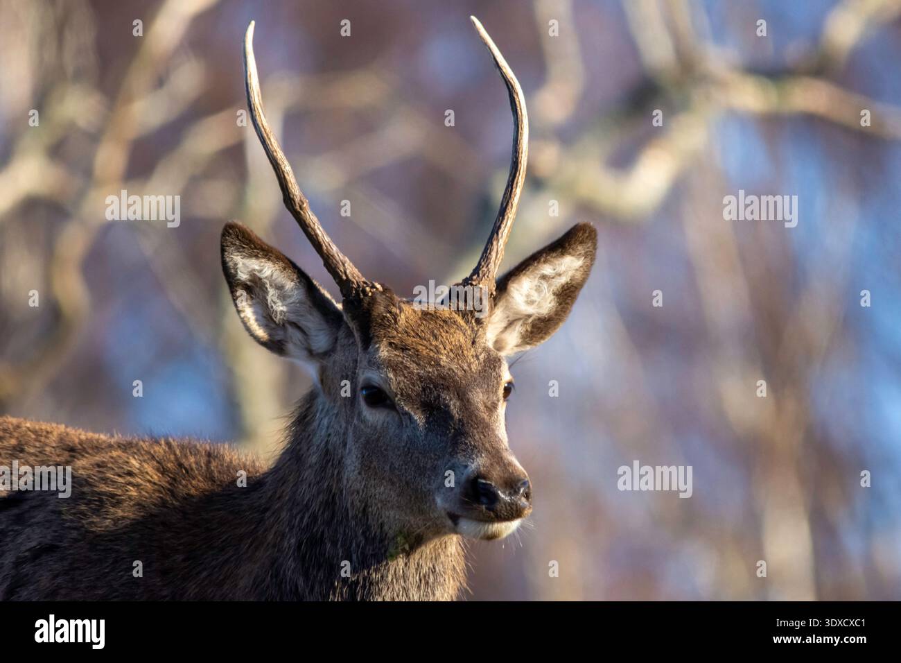 Unreife Rotwild (Cervus elaphus), im Highland Wildpark in Schottland. Stockfoto