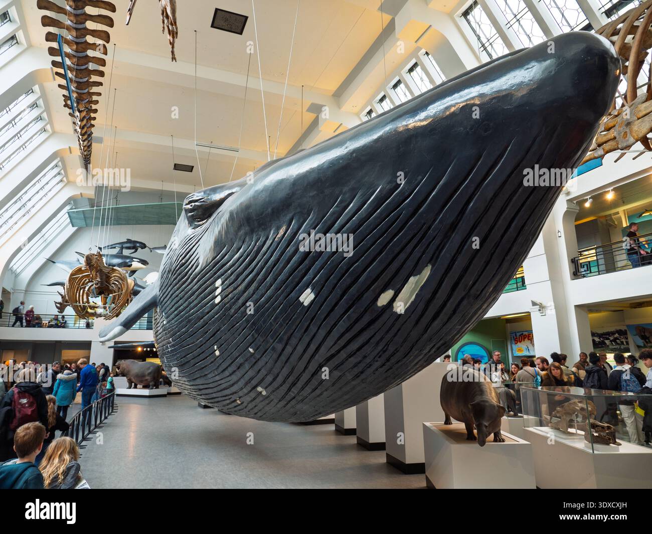 Lebensgroßes Modell eines Blauwals im Natural History Museum, London, Großbritannien Stockfoto