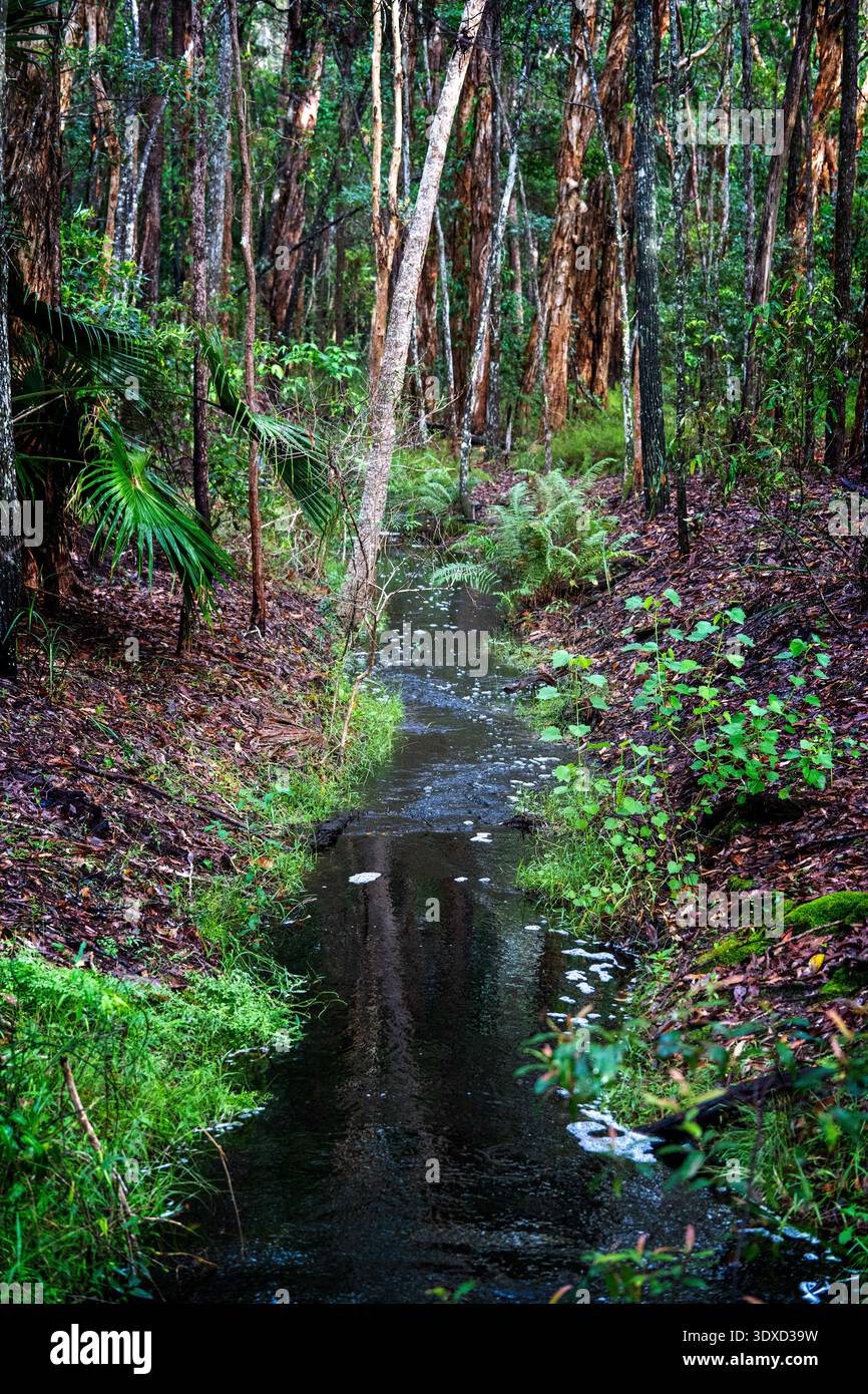 Der Süßwasserstrom fließt durch den Küstensumpf des Cooloola National Park, Queensland, Australien Stockfoto