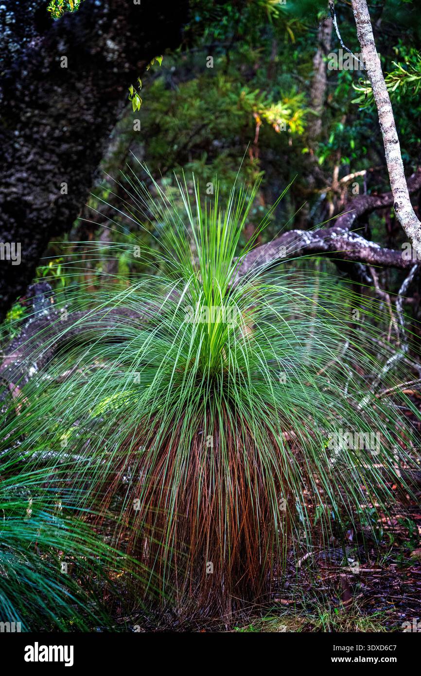 Grasbaum (Xanthorrhoea sp) wächst im Cooloola National Park, Queensland, Australien Stockfoto