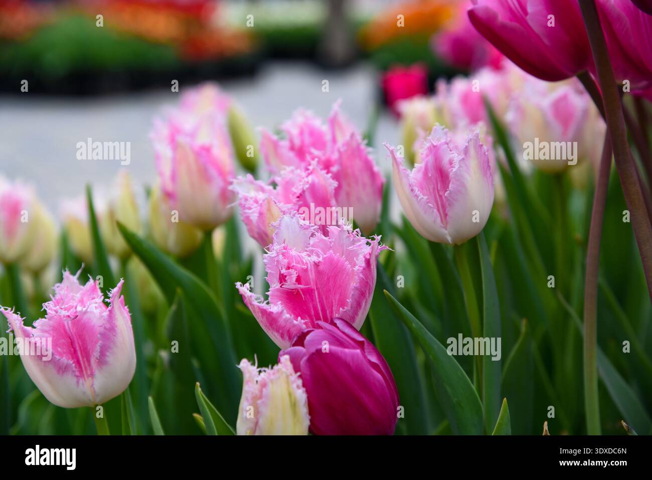 Niedriger bodennaher Winkel von pinken Fransen-Tulpen mit gefiederten Kanten, orange und magentafarbene Blüten, die dahinter leicht unscharf sind. Stockfoto