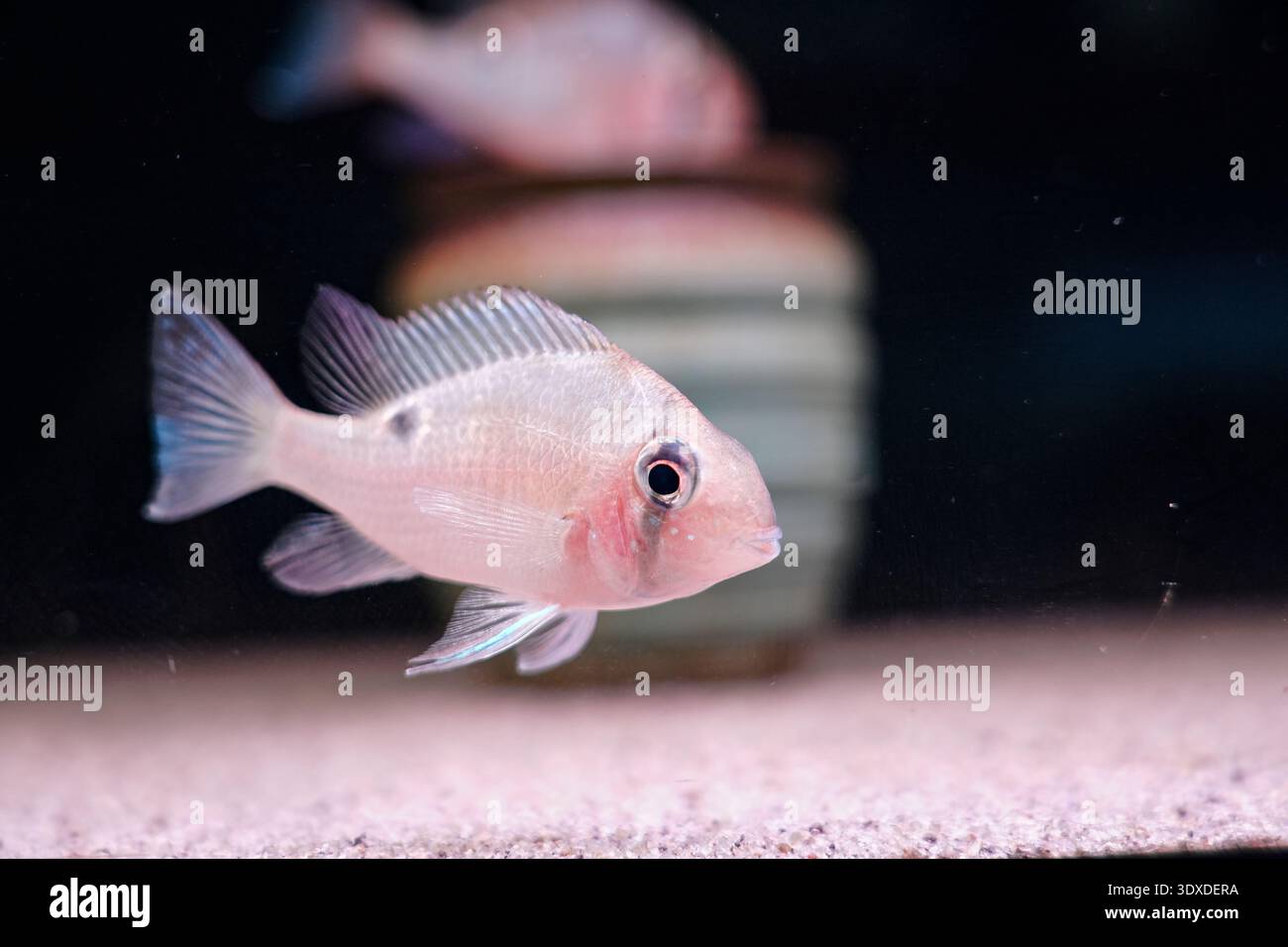 Platinum Mini Papageienfische aus nächster Nähe, frei umherwandernd Stockfoto