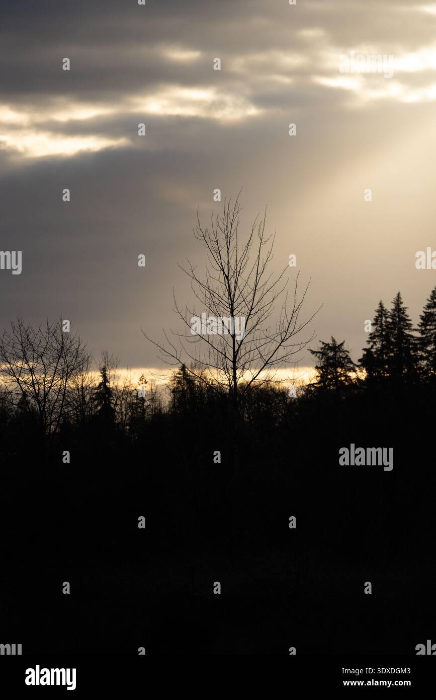 Ein Baum hat eine Silhouette vor einem bewölkten Himmel. Der Himmel ist bedeckt und die Sonne ist kaum zu sehen Stockfoto