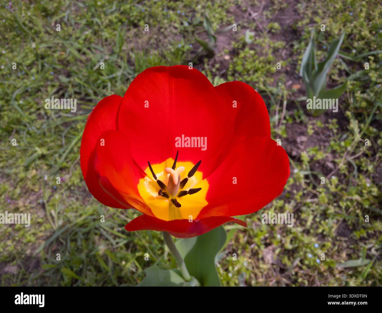 Nahaufnahme einer roten Tulpe (Tulipa) mit inneren Blumenteilen, gelbem Zentrum und schwarzen Antheren. Stockfoto