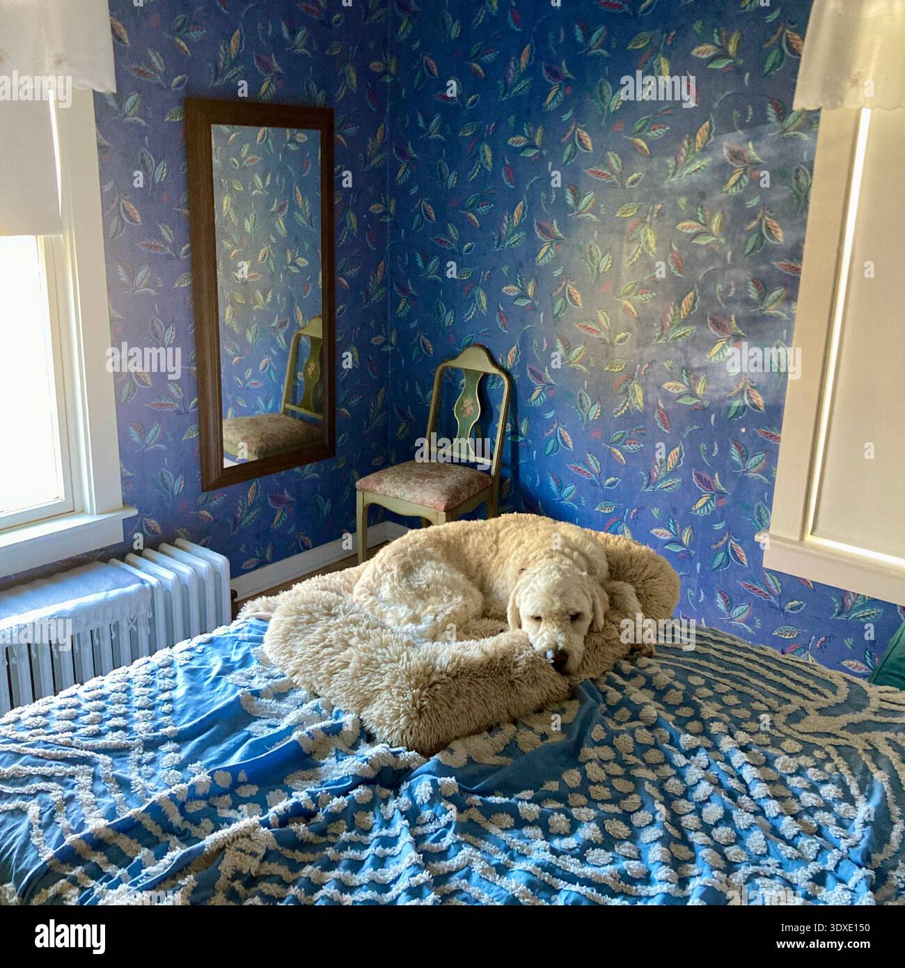 Ein goldenes Doodle-Nickerchen in einem farbenfrohen Zimmer. Stockfoto