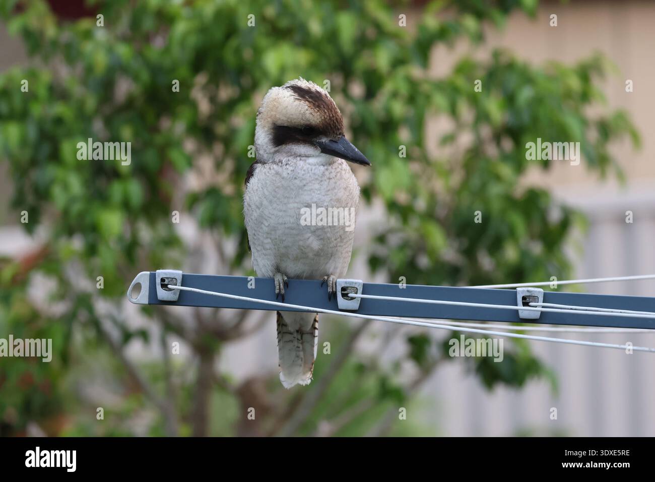 Lachende Kookaburra auf Vorstadtleinen Stockfoto