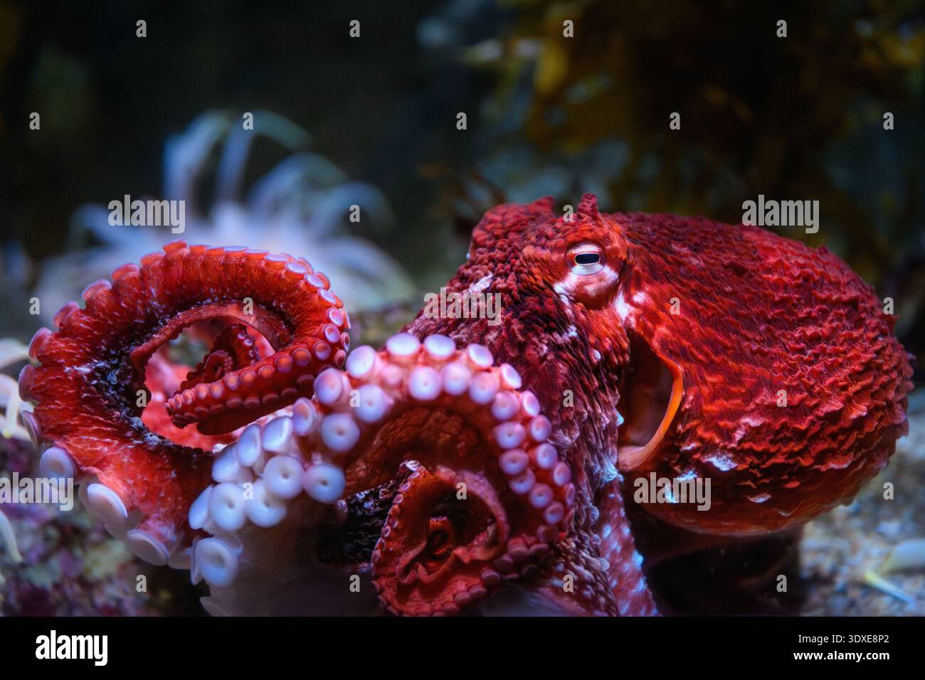 Der Riesen-Pazifik-Oktopus im Aquarium of the Pacific in Long Beach, Kalifornien. Stockfoto