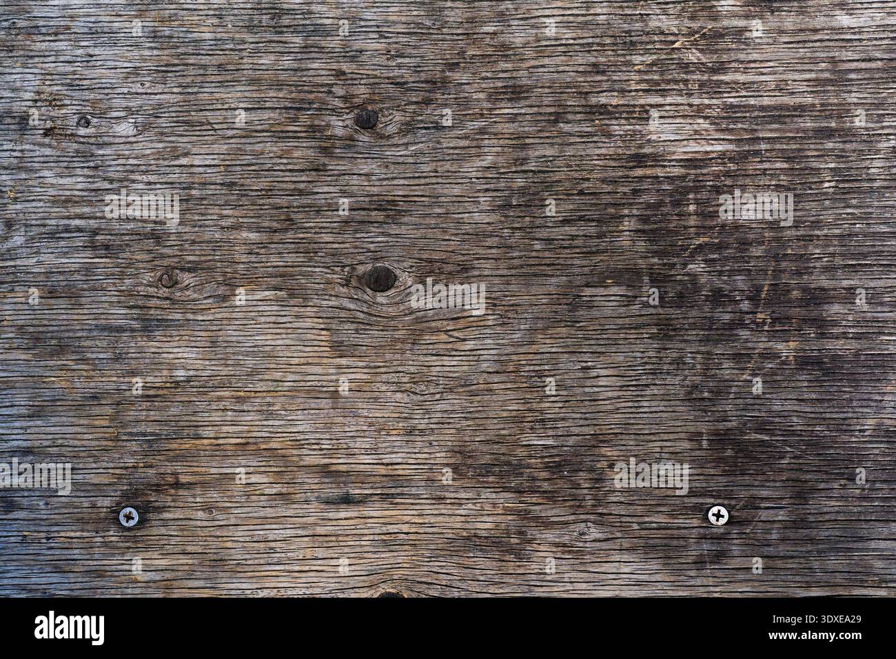 Verwitterte graue Holzstruktur mit Naturmaserung und Details zu Industrieschrauben Stockfoto