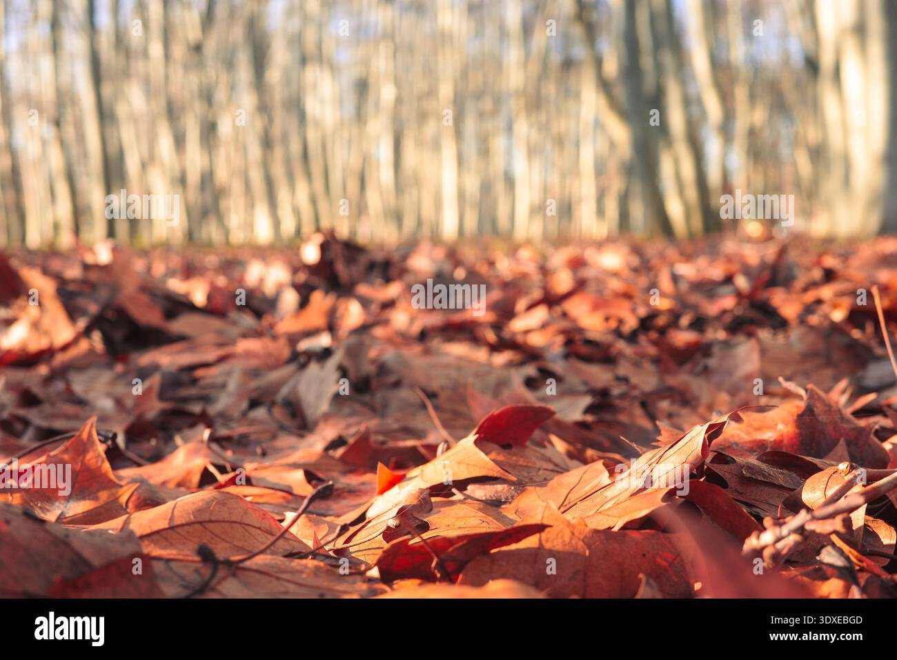 Herbstwald Verlässt Großaufnahme. Golden Light Highlights Strukturierte Rote Und Braune Blätter Auf Dem Waldgrund Stockfoto