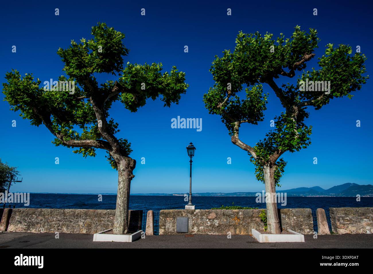 Zwei Bäume am Seeufer symmetrische grüne Bäume mit hellem Pylon in der Mitte von Torri del Benaco in der Nähe des Gardasees Verona Veneto Italien Stockfoto