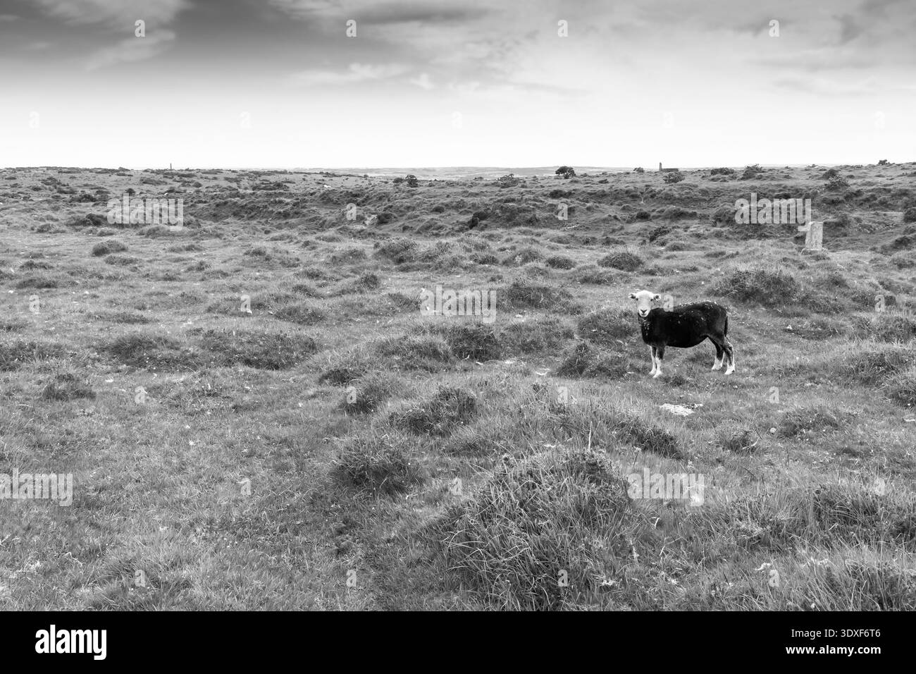 Einsames Schaf auf Bodmin Moor bei Minions, Cornwall, Großbritannien Stockfoto