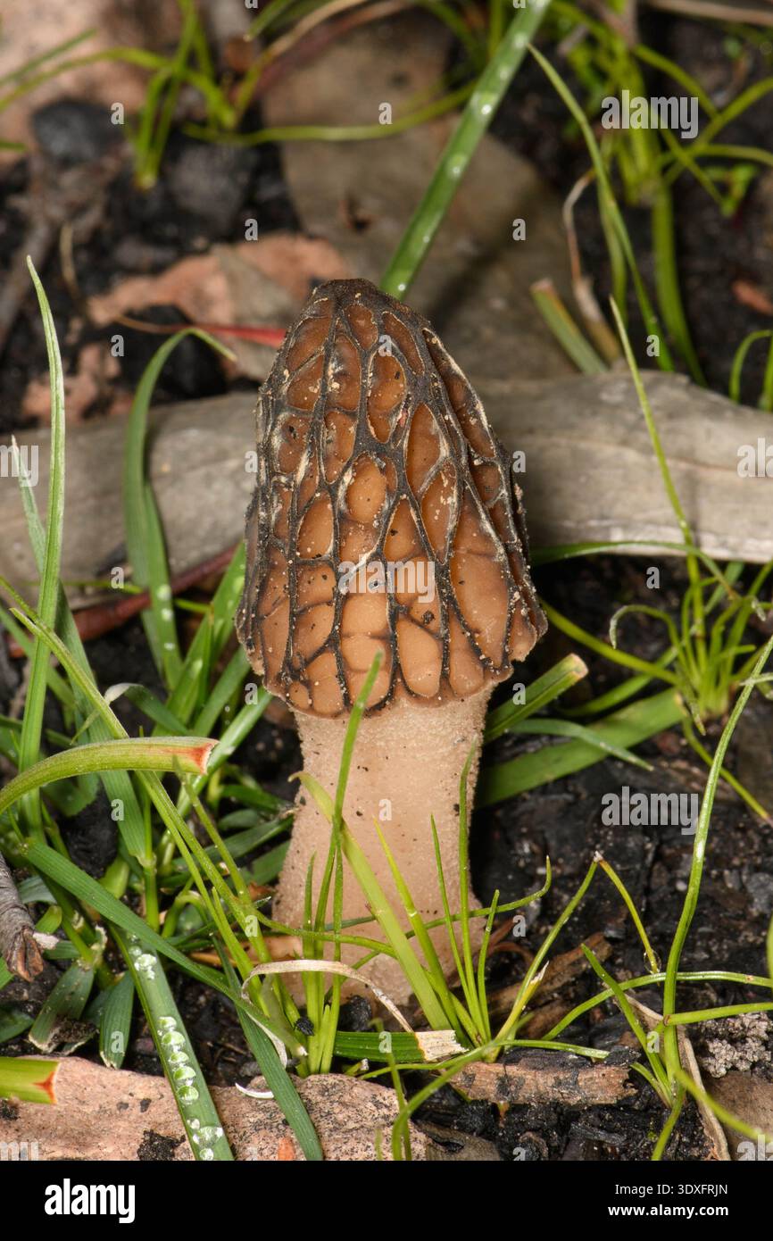 Feuer Morel Fruchtkörper, entstanden nach Buschfeuer. Stockfoto