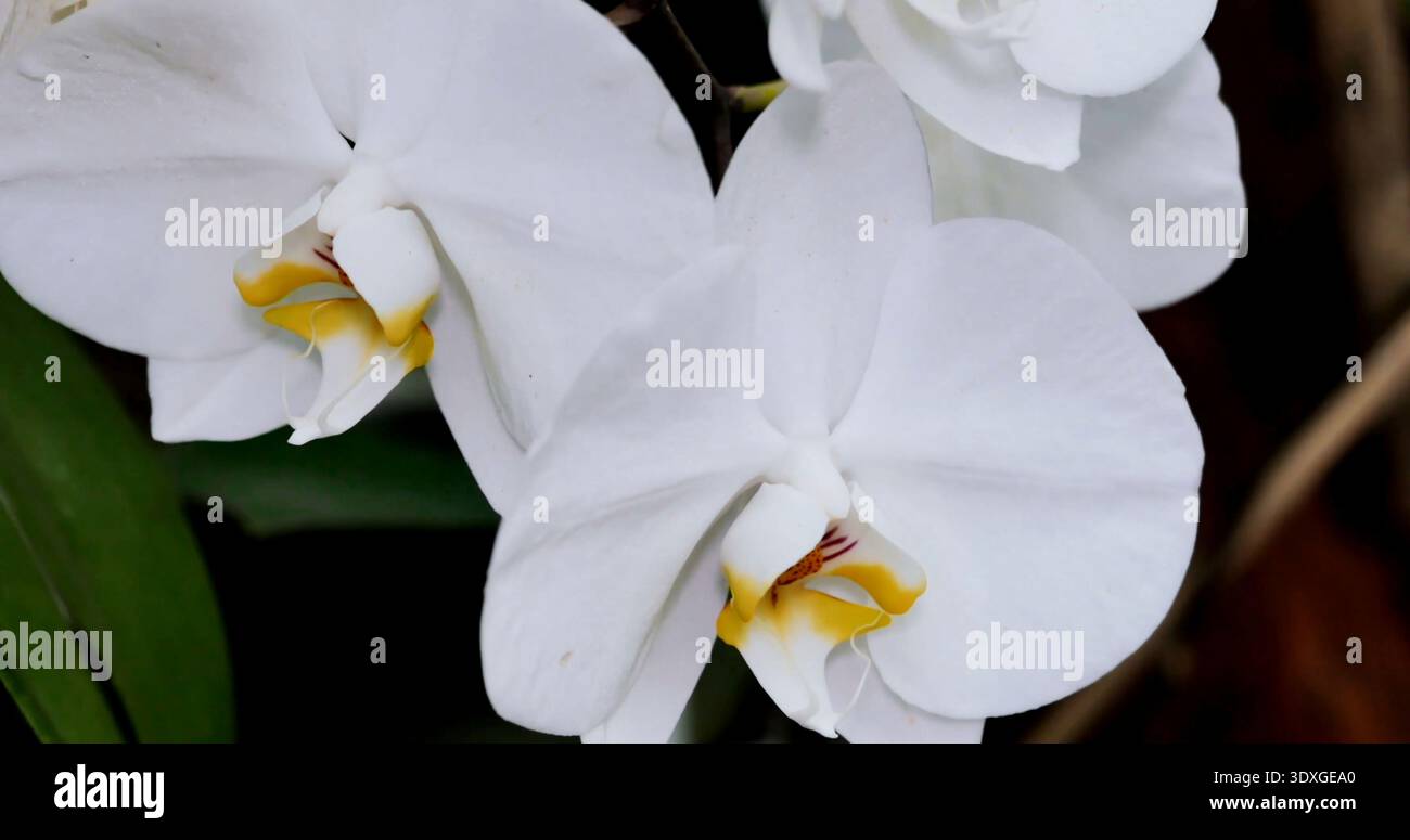Weiße Orchideen blühen in einem Garten, in dem zarte Blütenblätter und leuchtende Farben im Frühling in natürlichem Licht erscheinen Stockfoto
