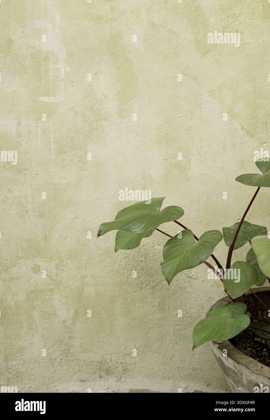 Echte Foto tropische botanische Topf grüne Pflanze Grunge Zement strukturierte Wand neutraler Hintergrund Stockfoto