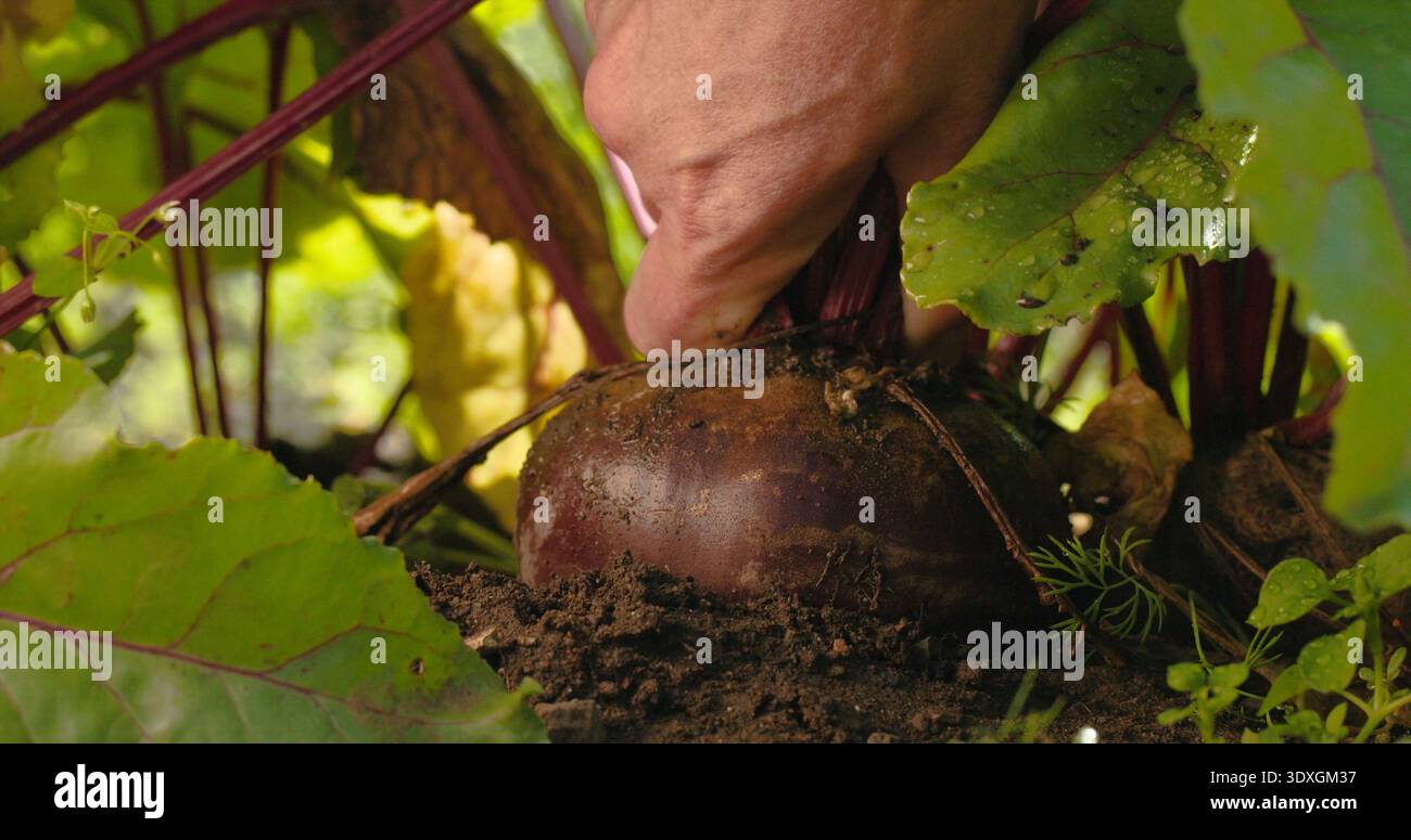 Hände ernten Rote Bete aus Gartenboden an sonnigen Tagen in der Nähe von Gemüseflecken im Sommer Stockfoto