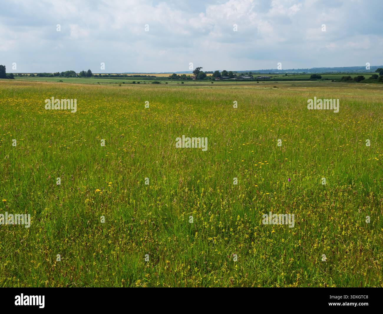 Wildblumenwiese, Cranborne Chase, Dorset, England, Vereinigtes Königreich, Juni 2023 Stockfoto