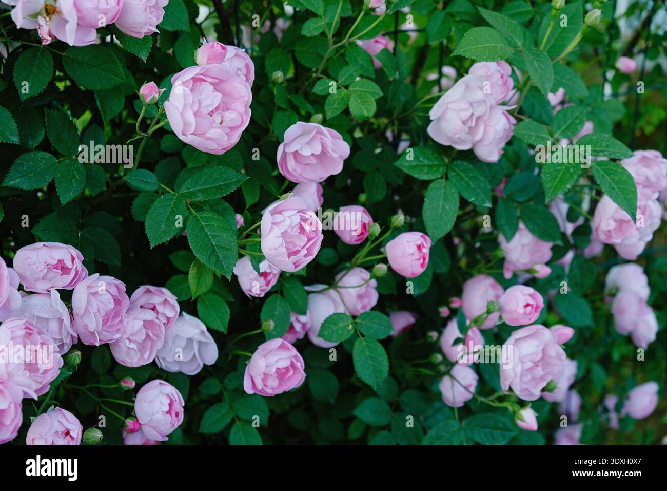 Üppiger Busch von Felicia hellrosa Moschusrose in voller Blüte, viele zarte duftende Blumen und Knospen auf grünem Hintergrund, schöne romantische Gartenszene, Stockfoto