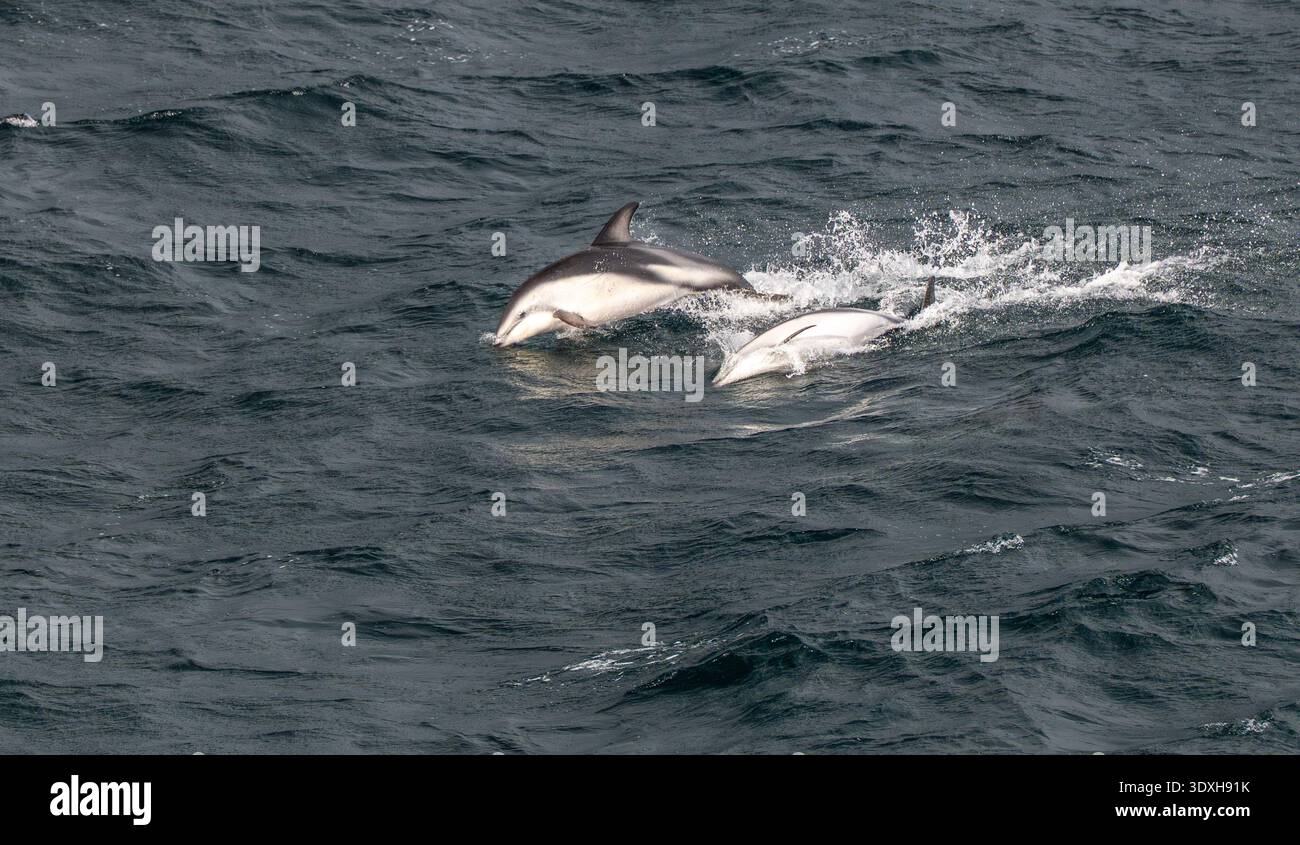 Eine Schar dunkler Delfine (Lagenorhynchus obscurus), die aus dem Wasser im Beagle Channel, Tierra del Fuego, Argentinien, Südamerika springen Stockfoto