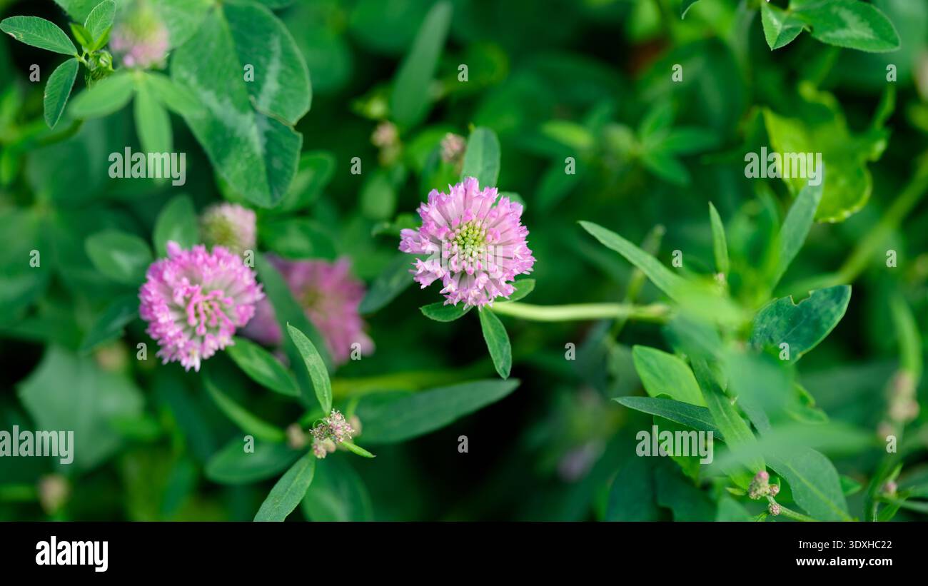 Rosa Klee blüht auf einer Wiese Stockfoto