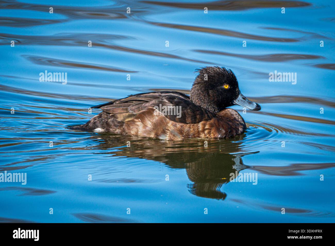Feale getuftete Ente mit ihrem goldenen Auge und Federbüschel auf dem Hinterkopf. Stockfoto