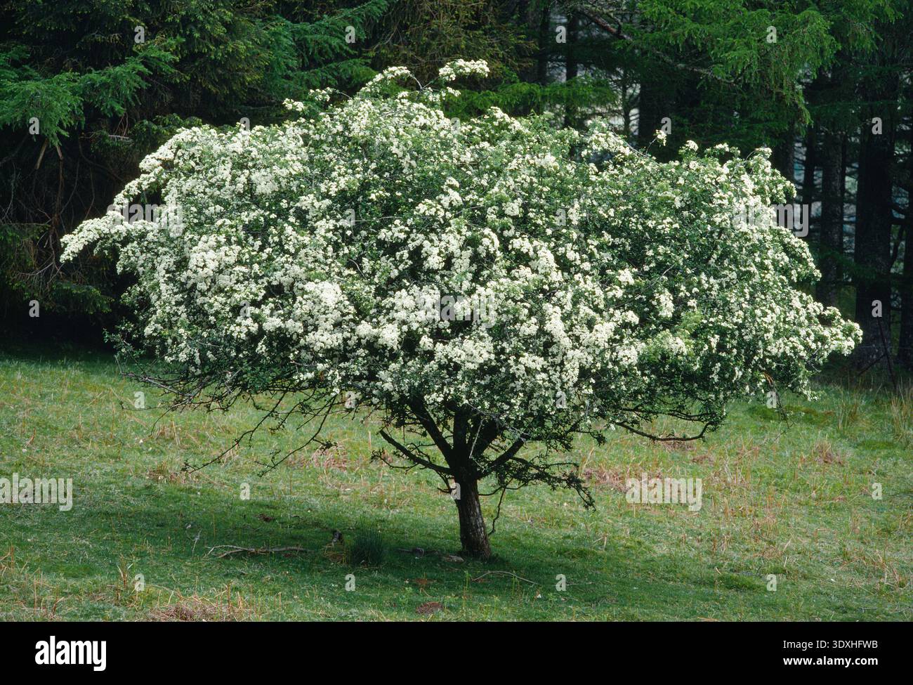 Weißdornbaum (Crataegus monogyna) in der Blüte, Argyll, Schottland, Mai Stockfoto