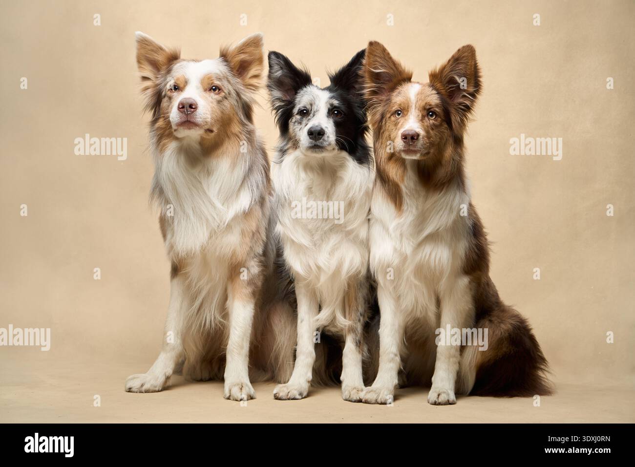 Fünf Border Collies posieren ordentlich in einer Reihe und wirken fokussiert und koordiniert in einem sauberen Studio-Setup. Stockfoto