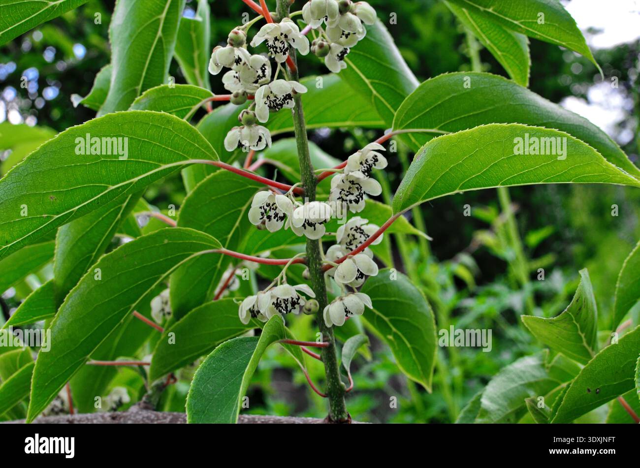 Blüte und Blätter der kleinen Kiwi-Beerenfrucht (actinidia arguta), die an der Rebe wächst Stockfoto