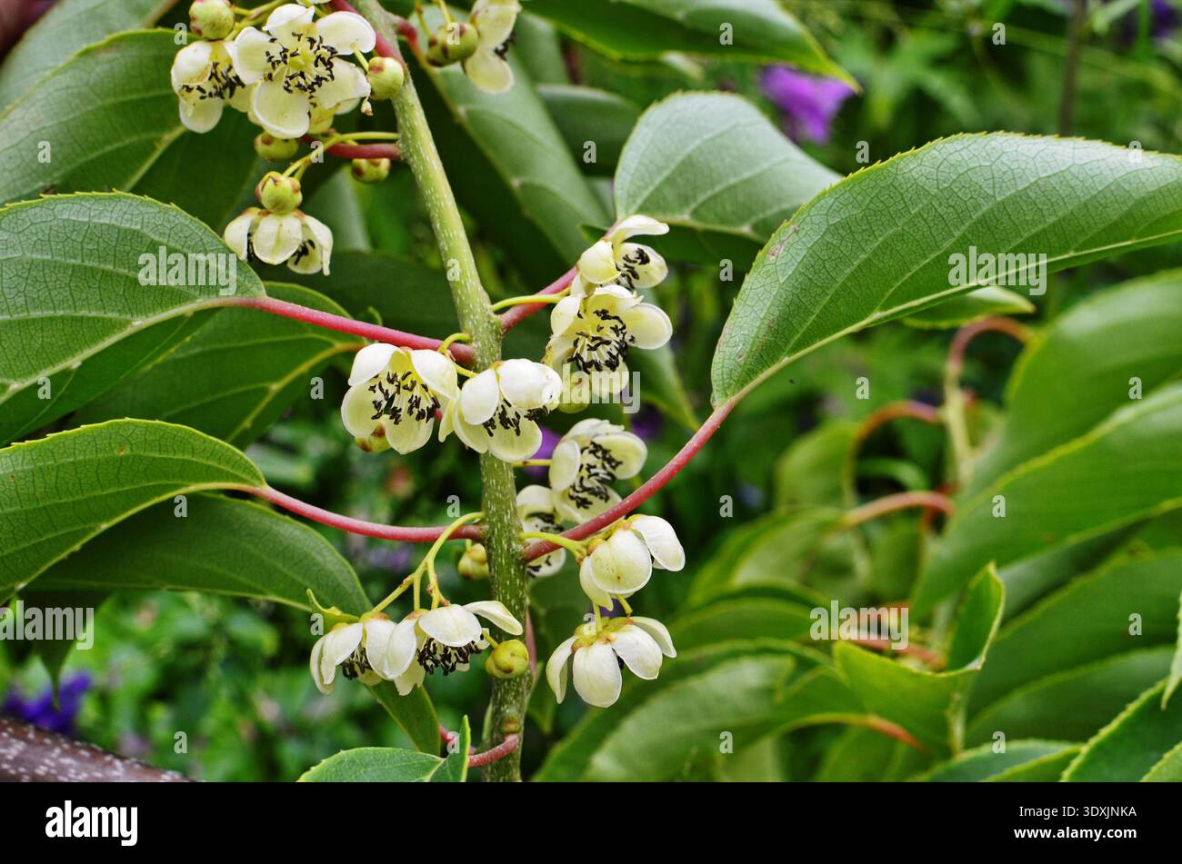 Blüte und Blätter der kleinen Kiwi-Beerenfrucht (actinidia arguta), die an der Rebe wächst Stockfoto