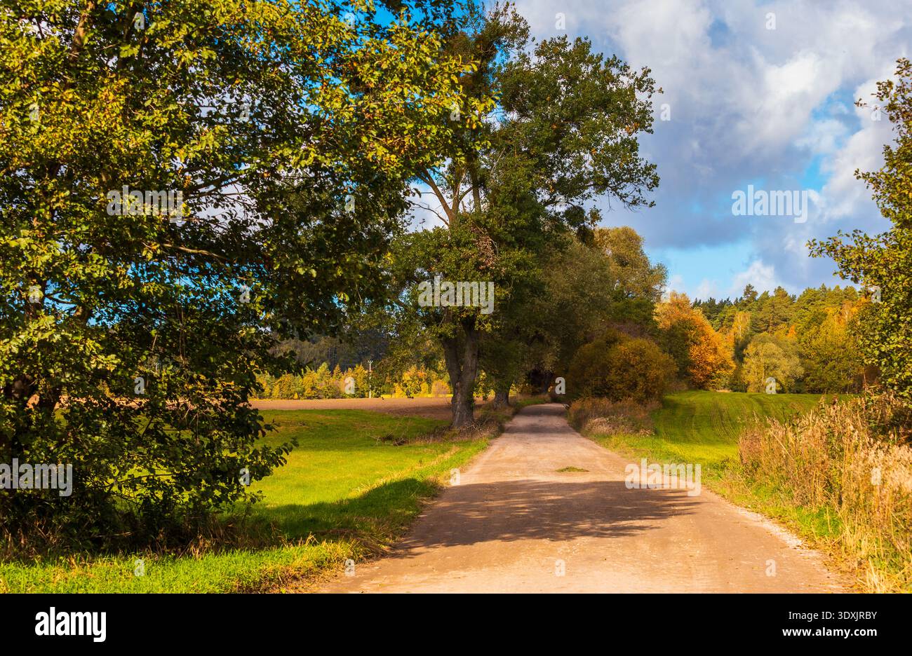 Unbefestigte Straße, die sich durch grüne Felder und farbenfrohe Herbstbäume unter hellem Himmel in Zukowo, Polen, erstreckt. Stockfoto