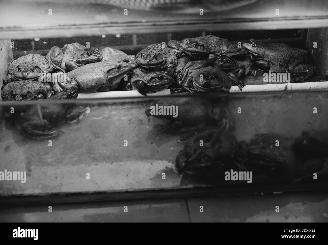 Lebende Frösche, die am Rand eines Glasbehälters zusammengepresst werden, verzehrfertig Stockfoto
