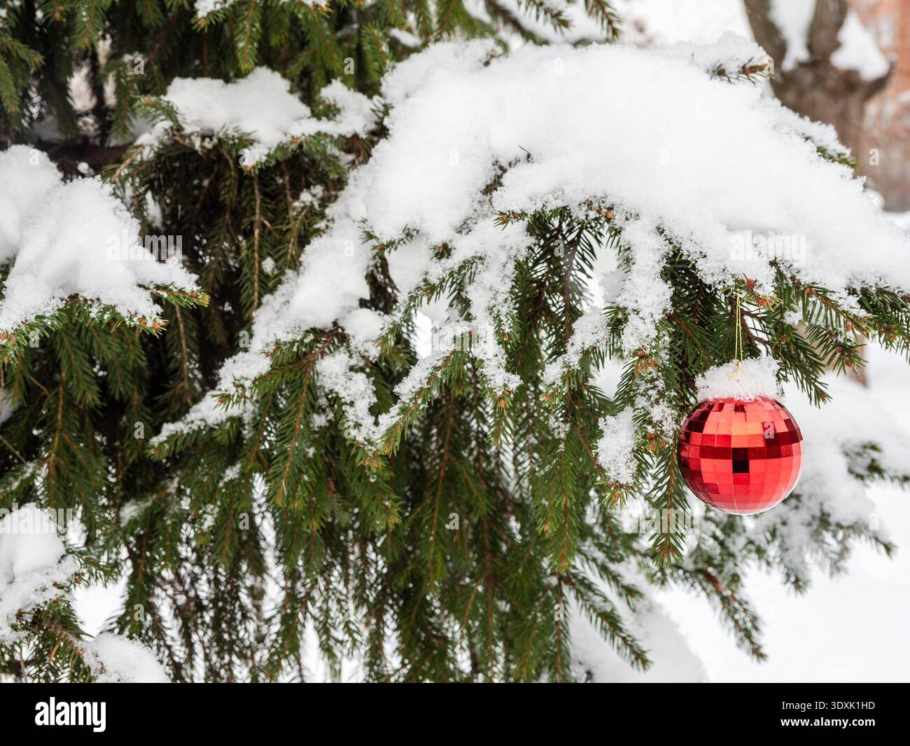 Schneebedeckte Tanne und rote weihnachtskugel auf Zweig im Stadtpark im Freien am Wintertag Stockfoto