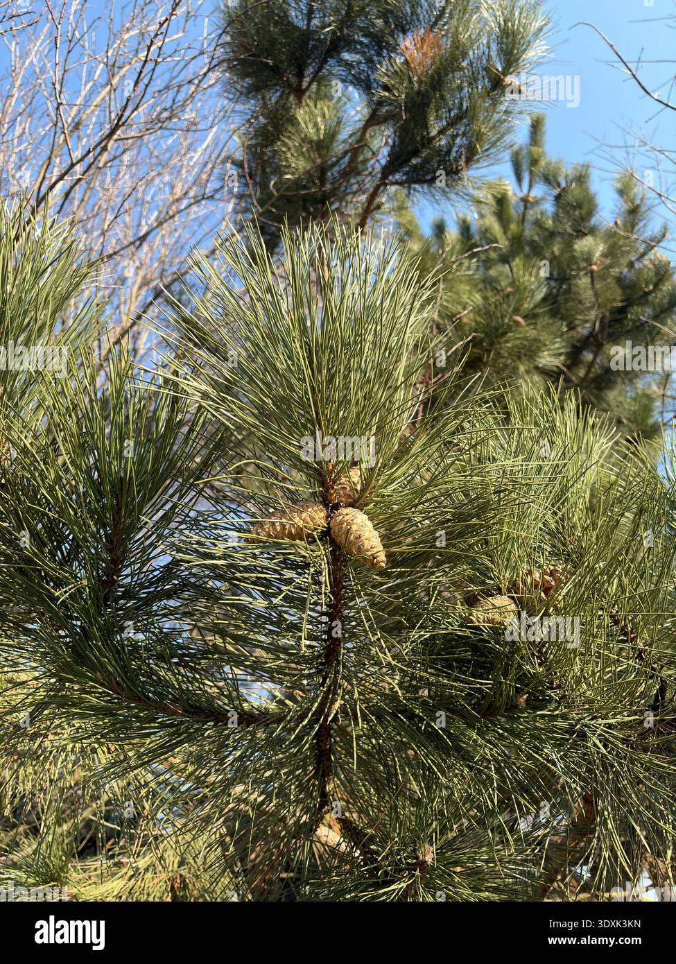 Tannenzweig mit grünen Nadeln und Kegeln vor blauem Himmel. Nahaufnahme eines immergrünen Baumes im Sonnenlicht, natürlicher Waldhintergrund. - Smartphone-aufgenommenes Stockfoto