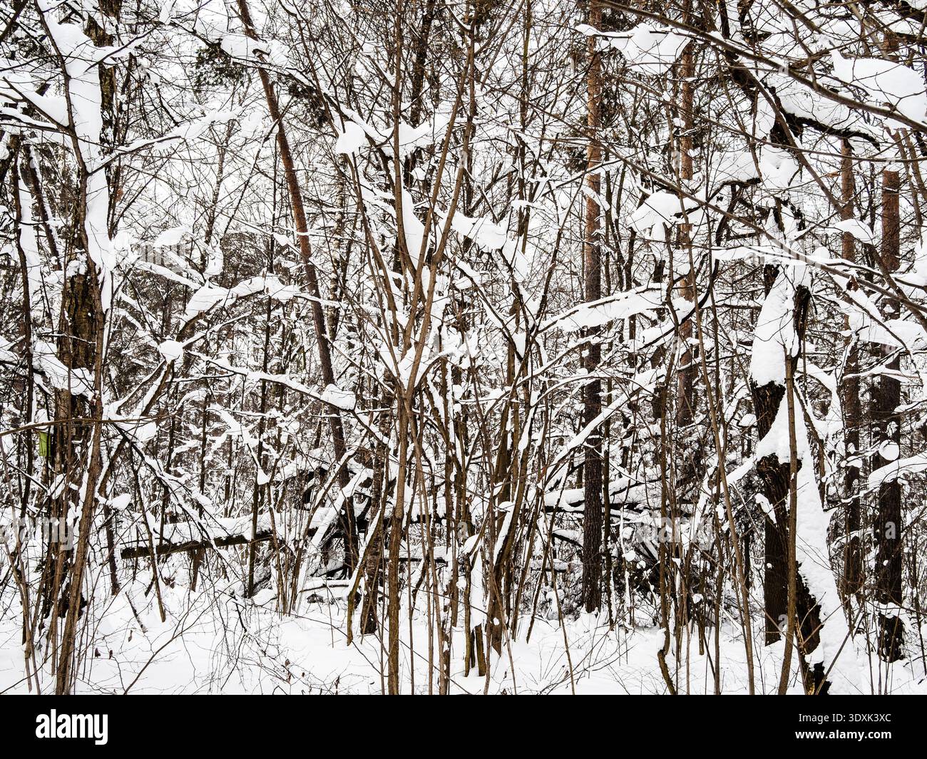 Verschneite, verworrene Bäume im Wald des Stadtparks am Winterabend nach dem Schneefall Stockfoto
