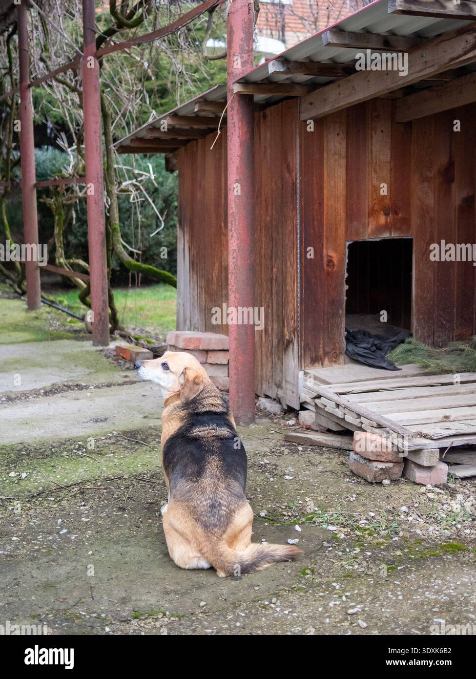 Ein kleiner Mischlingerhund sitzt abends neben dem Hundehaus im Hof des Dorfhauses Stockfoto