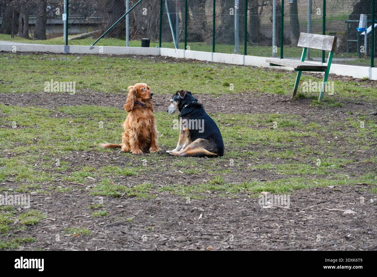 Zwei Hunde sitzen im Frühjahr auf dem Gras im Park. Stockfoto