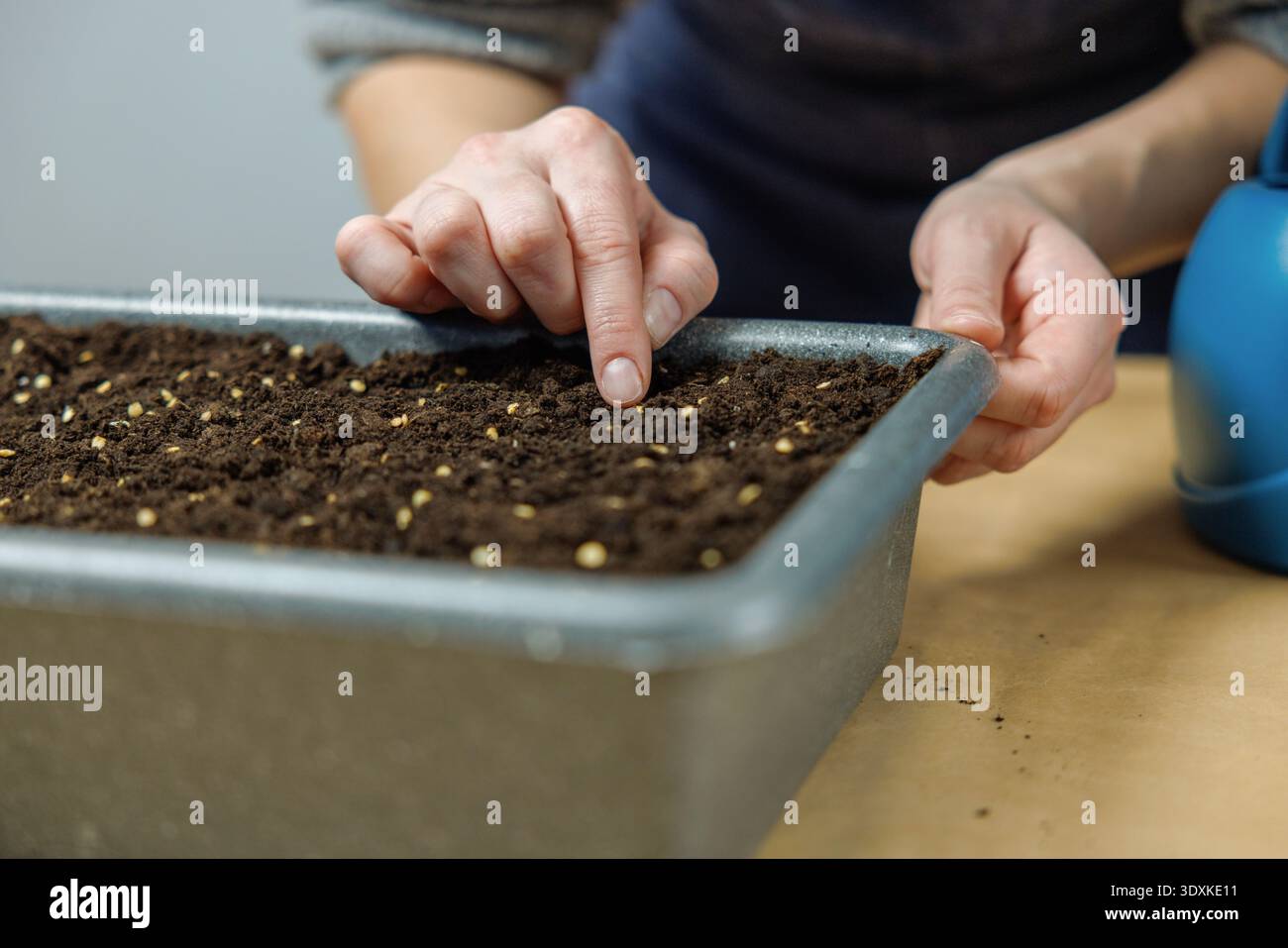 Nahaufnahme von Händen, die Samen in Bodenschale im Innenbereich Pflanzen Stockfoto