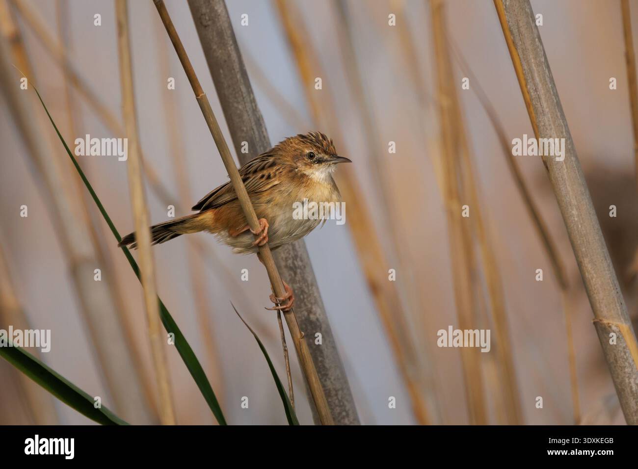 Zitting cisticola (Cisticola juncidis) im Schilf des Naturparks El Hondo, Elche, Spanien Stockfoto