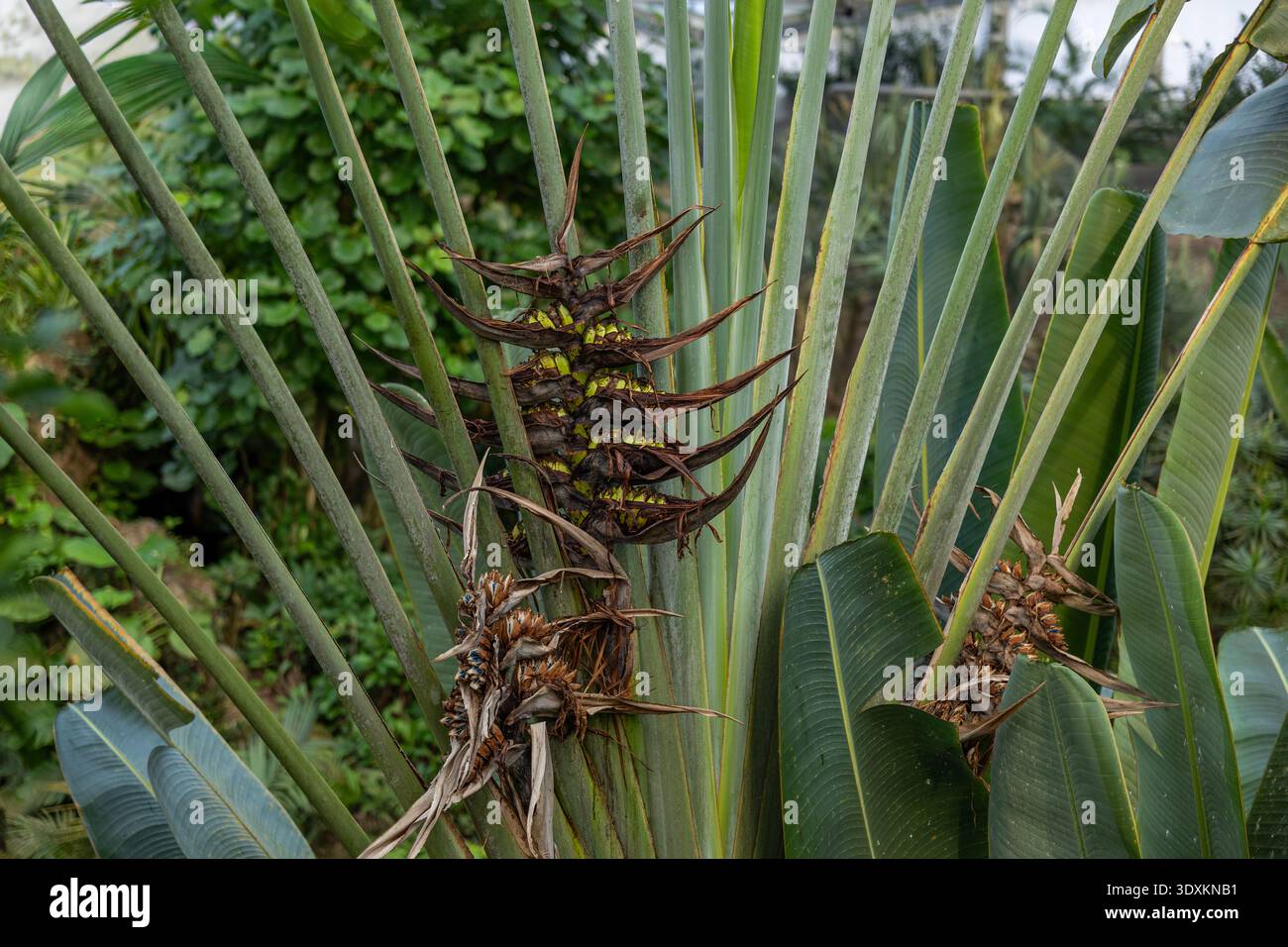 Exotische tropische Pflanze Nahaufnahme mit strukturierten Blättern nachhaltiger Natur Hintergrund Stockfoto
