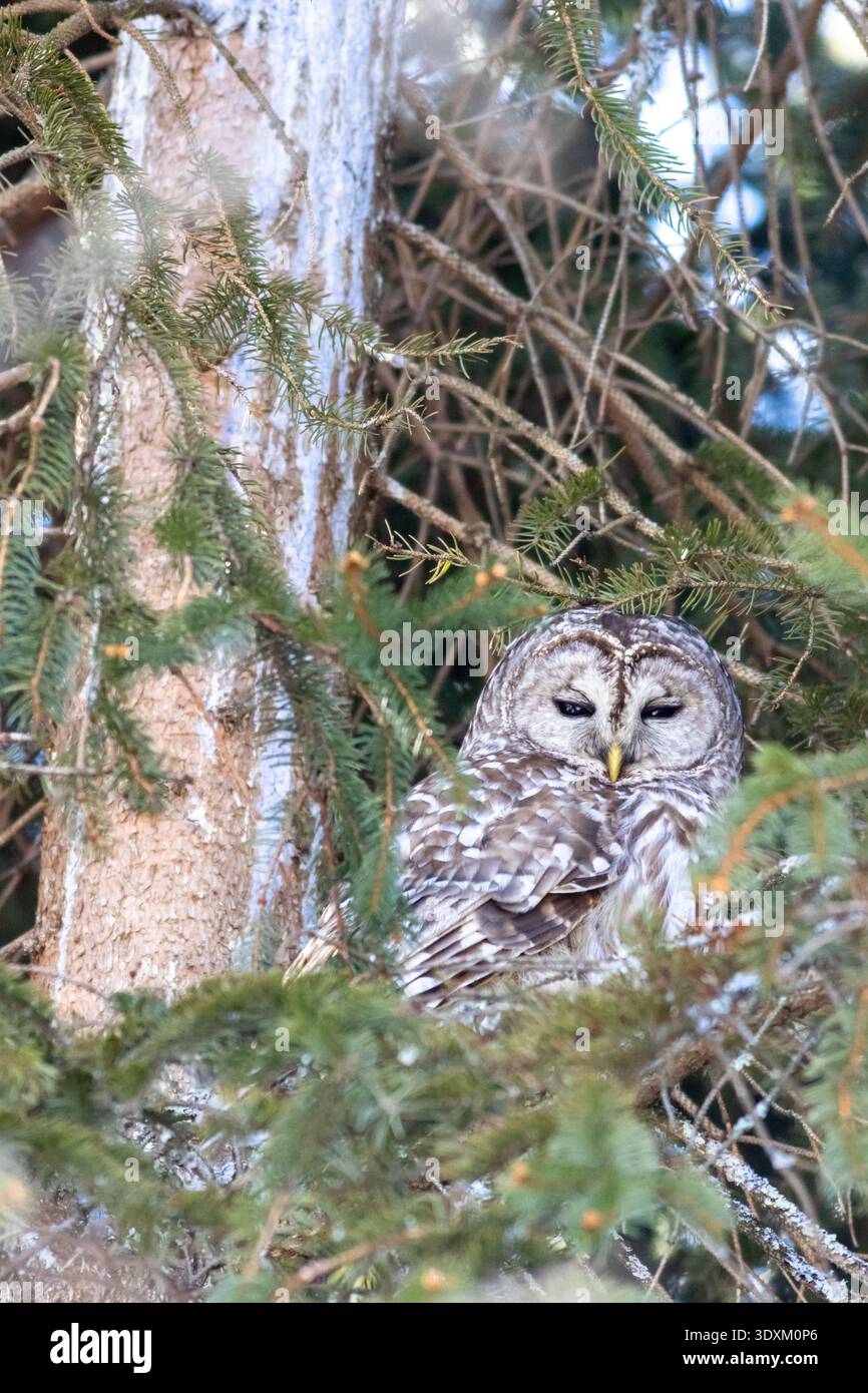 Barred Owl, Strix varia, thront im Winter in einer immergrünen Fichte im High Point State Park, NJ Stockfoto