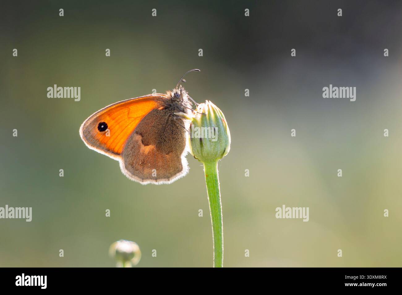 Kleiner Heidekraut Schmetterling auf ungeöffnetem Blumenkopf mit orangegrauen Flügeln und weichgrünem natürlichem, verschwommenem Hintergrund Frühlingsmakro. Stockfoto
