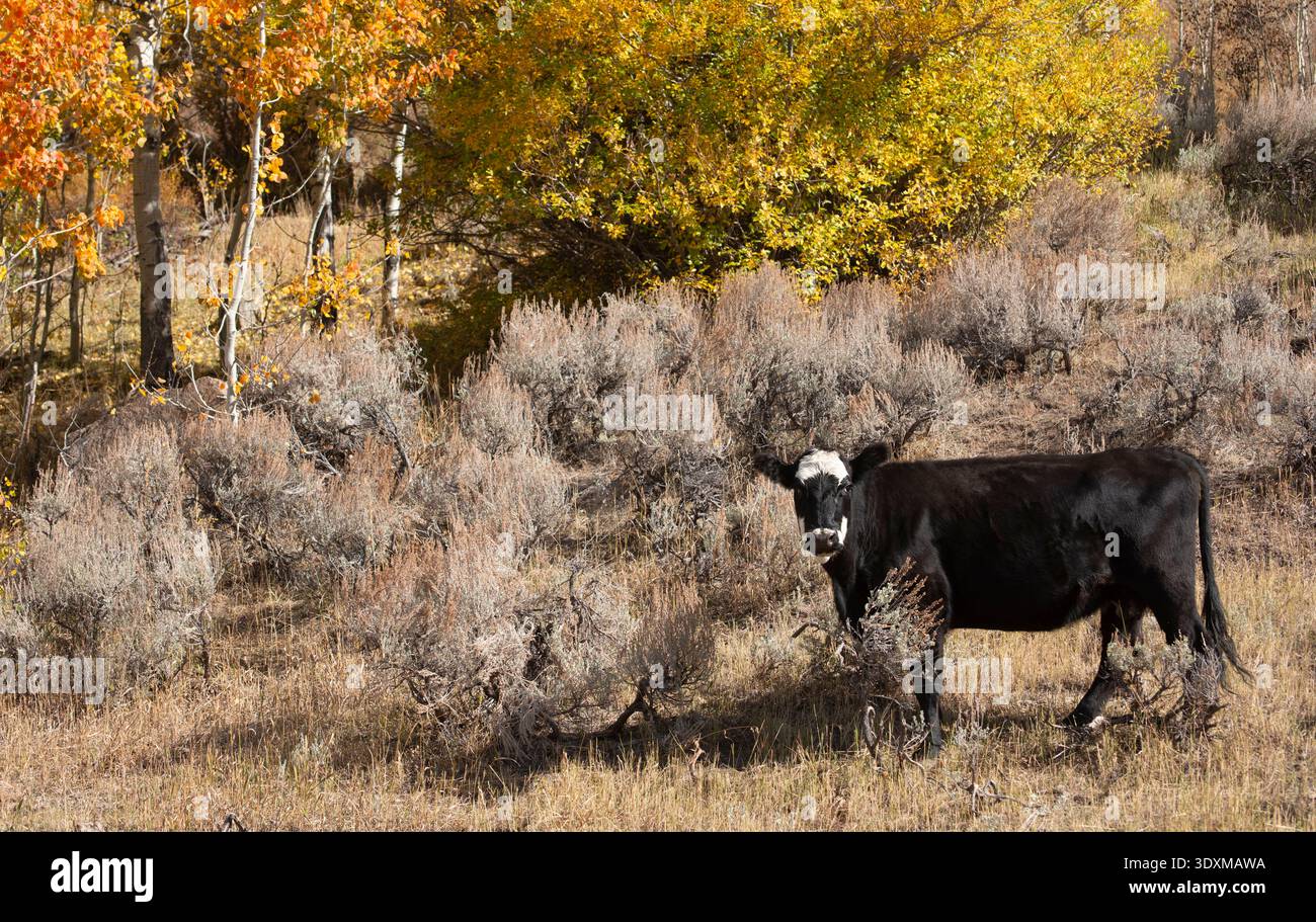 Schwarze Angus-Kuh weidet im Hochland von Colorado, USA mit Herbstaspen Stockfoto