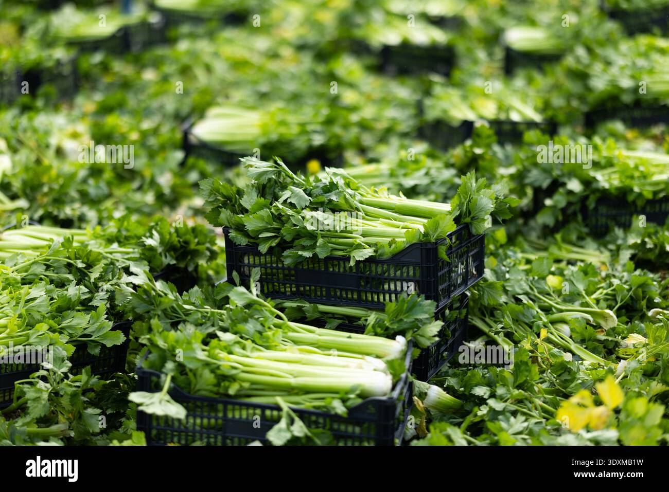Kisten voller Sellerie auf Gemüsefeld. Sellerieernte Stockfoto