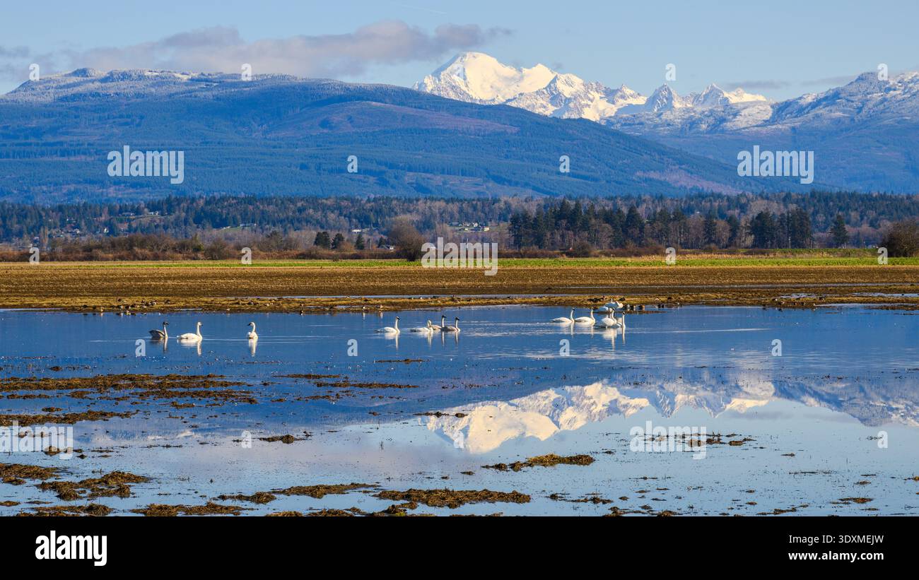 Der Mount Baker erhebt sich über überflutetes Ackerland im Skagit Valley mit überwinterenden Schwänen Stockfoto