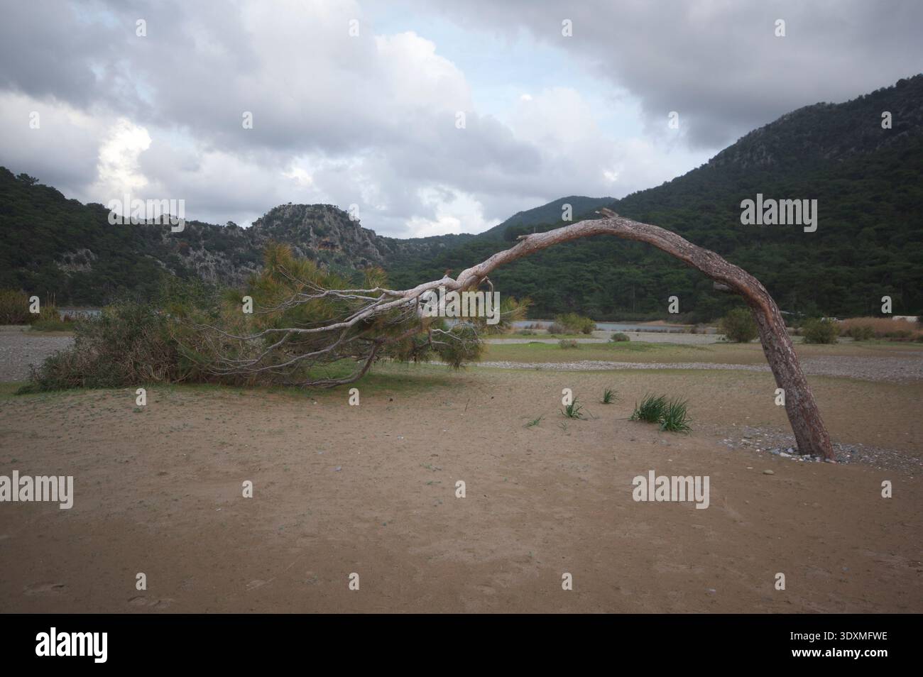 Der Baum wurde vom Wind am Strand von Iztuzu, Ortaca, Türkei, umgebeugt Stockfoto