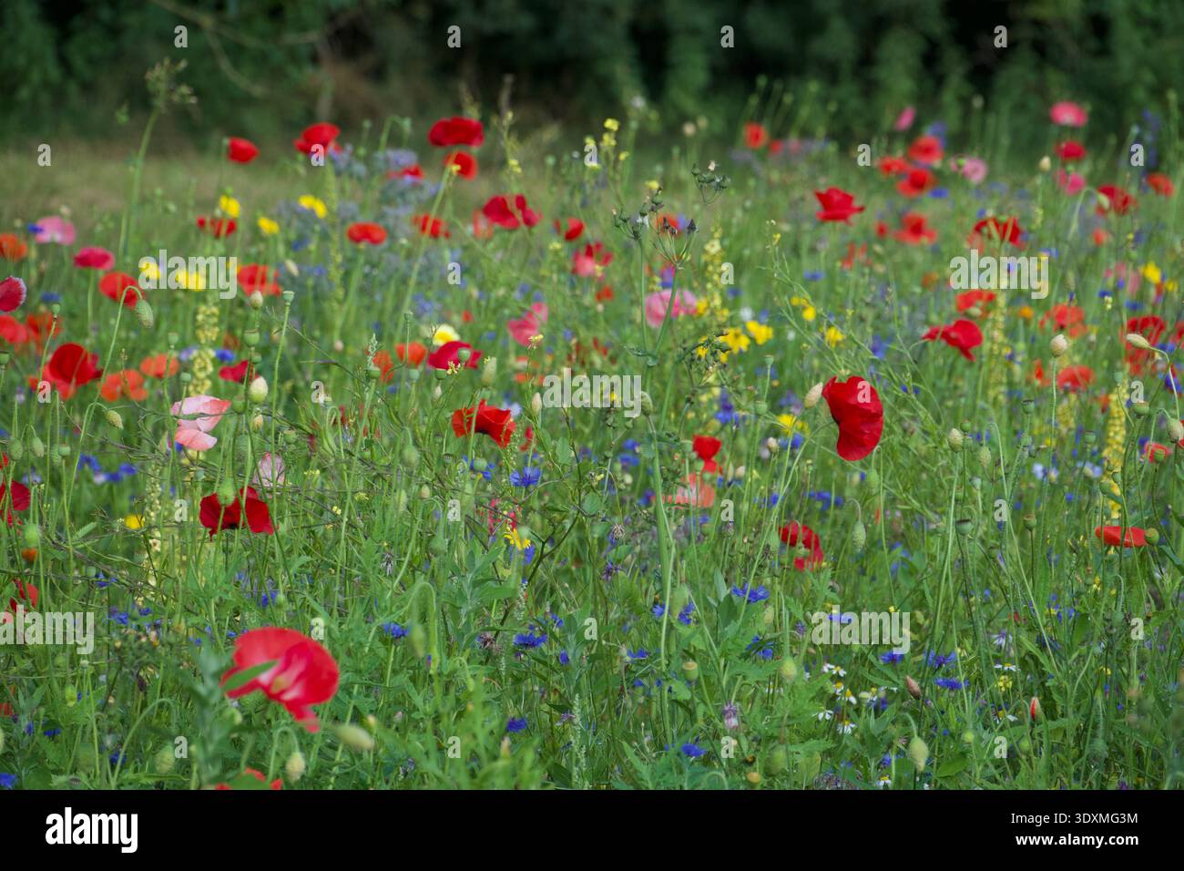 Pflanzen von wilden Wiesenblumen in einem englischen Dorfpark Stockfoto
