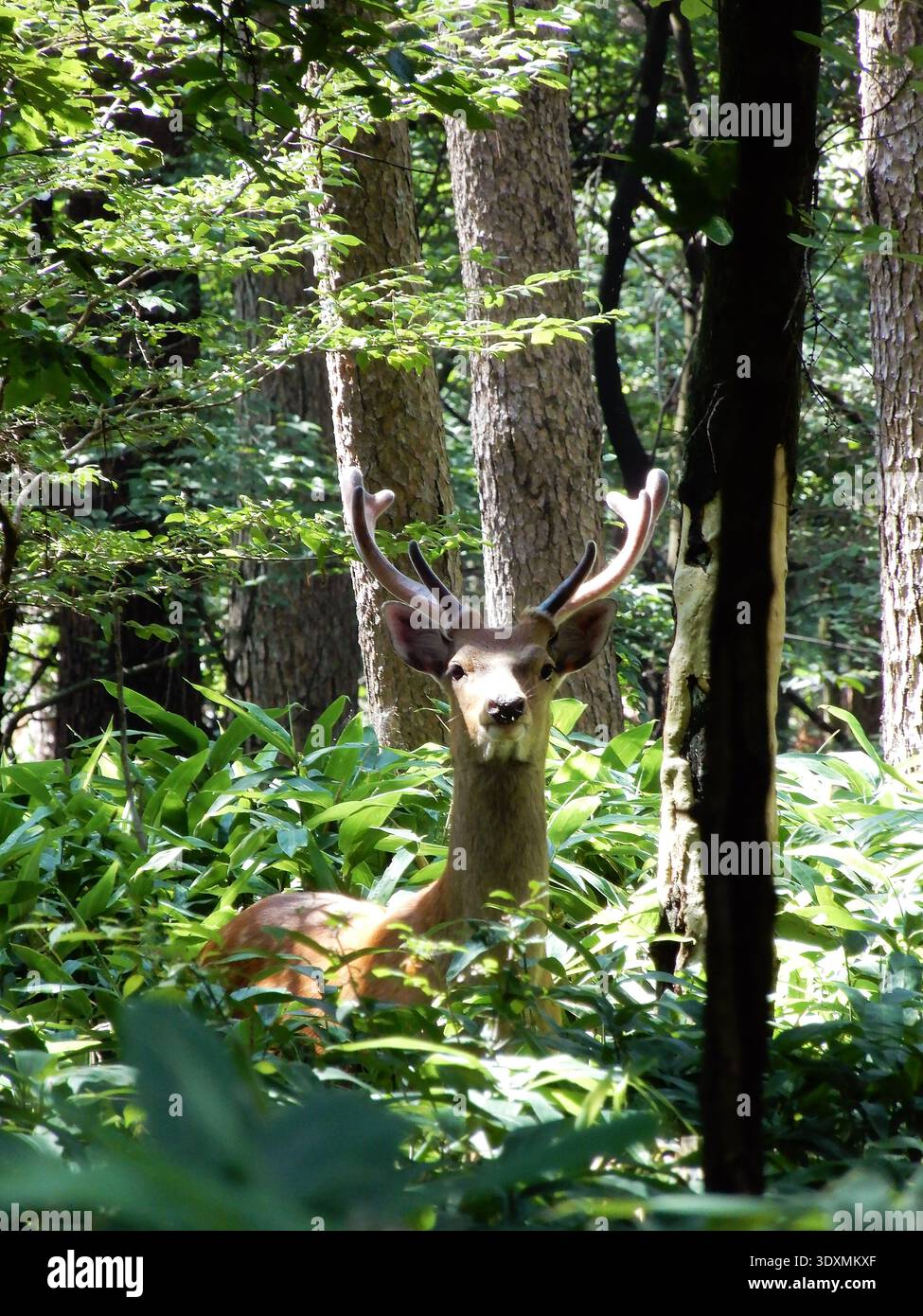 Ein japanischer Hirsch im Wald, der aus einem Dickicht aus Bärengras blickt, Yatsugatake Stockfoto
