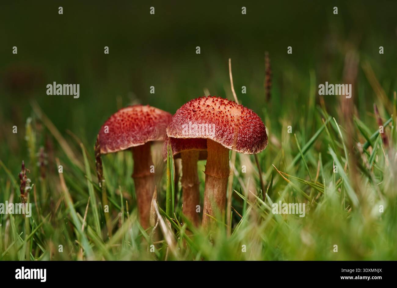Makropilz auf Gras: Zarte Details und Vitalität der Natur Stockfoto