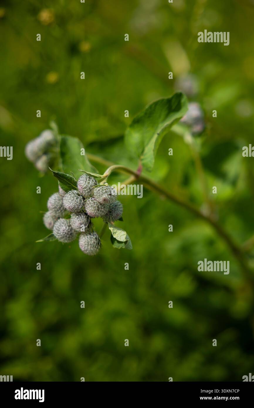 Klettenkerne wachsen in der Wiesenvegetation, natürliche Textur. Konzept: Pflanzenquellen für die pharmazeutische Forschung. Stockfoto