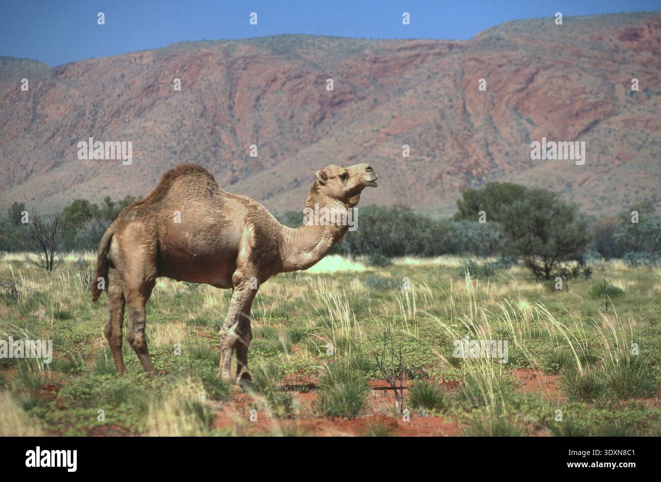 WILDES (WILDES) KAMEL (CAMELUS DROMEDARIUS) IN DER GROSSEN VICTORIA WÜSTE, OUTBACK WESTERN AUSTRALIA. Stockfoto